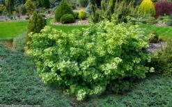 Mariken Dwarf Ginkgo Tree - 3 Gallon Pot (1.5-2.5') -Outlet The Ever Garden Store ginkgo biloba mariken dwarf 5