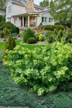 Mariken Dwarf Ginkgo Tree - 3 Gallon Pot (1.5-2.5') -Outlet The Ever Garden Store ginkgo biloba mariken dwarf 6