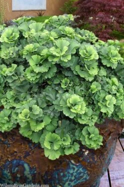 Troll Dwarf Ginkgo Tree - 3 Gallon Pot -Outlet The Ever Garden Store ginkgo biloba troll dwarf maidenhair tree 1