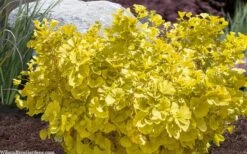 Troll Dwarf Ginkgo Tree - 3 Gallon Pot -Outlet The Ever Garden Store ginkgo biloba troll dwarf maidenhair tree 4