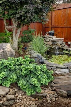 Troll Dwarf Ginkgo Tree - 3 Gallon Pot