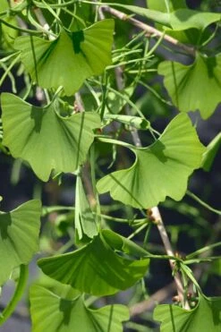 Weeping Wonder Dwarf Ginkgo Tree - 3 Gallon Pot -Outlet The Ever Garden Store ginkgo biloba weeping wonder 7