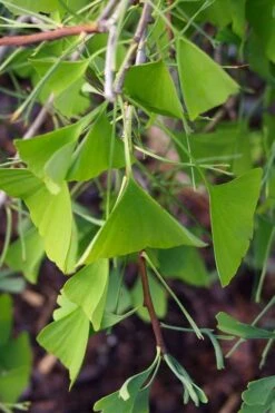Weeping Wonder Dwarf Ginkgo Tree - 3 Gallon Pot -Outlet The Ever Garden Store ginkgo biloba weeping wonder 8