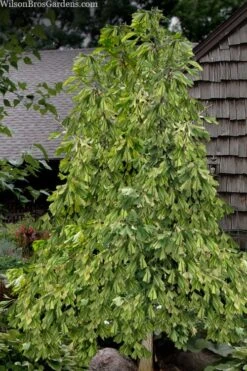 California Sunset Ginkgo Tree - 3 Gallon Pot (4-5') -Outlet The Ever Garden Store ginkgo california sunset 10