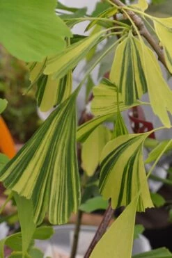 California Sunset Ginkgo Tree - 3 Gallon Pot (4-5') -Outlet The Ever Garden Store ginkgo california sunset 4
