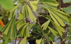 California Sunset Ginkgo Tree - 3 Gallon Pot (4-5') -Outlet The Ever Garden Store ginkgo california sunset 5