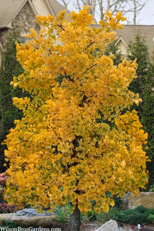 Jade Butterfly Dwarf Ginkgo Tree - 3 Gallon Pot 5 Jade Butterfly Dwarf Ginkgo Tree - 3 Gallon Pot - Image 5