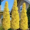 Sky Tower Ginkgo Maidenhair Tree (Male) - 2 Gallon Pot