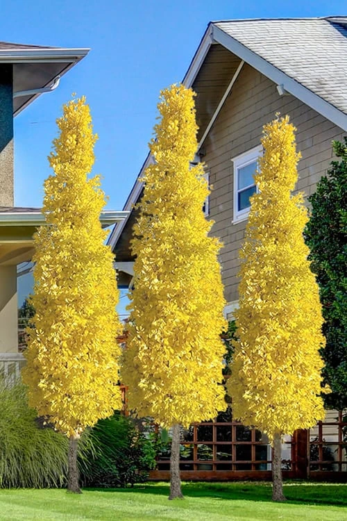 Sky Tower Ginkgo Maidenhair Tree (Male) - 2 Gallon Pot 1 Sky Tower Ginkgo Maidenhair Tree (Male) - 2 Gallon Pot