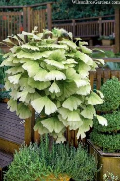 Snow Cloud Ginkgo Tree - 3 Gallon Pot -Outlet The Ever Garden Store ginkgo snow cloud 2