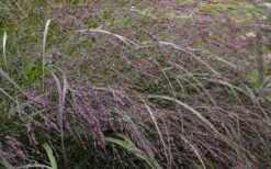 Prairie Winds Apache Rose Switchgrass (Panicum) - 1 Gallon Pot -Outlet The Ever Garden Store grass switch prairie rose 800x500 1