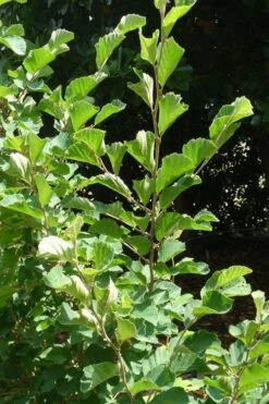 Amethyst Witch Hazel (Hamamelis Vernalis) - 7 Gallon Pot (3-4') -Outlet The Ever Garden Store hamamelis vernalis amethyst witch hazel 3