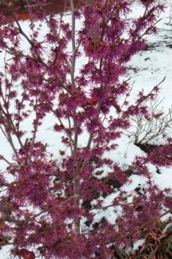 Amethyst Witch Hazel (Hamamelis Vernalis) - 7 Gallon Pot (3-4') -Outlet The Ever Garden Store hamamelis vernalis amethyst witch hazel 4
