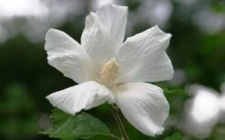 Diana White Rose Of Sharon (Althea) - Hibiscus Syriacus - 1 Gallon Pot -Outlet The Ever Garden Store hibiscus syriacus diana rose of sharon 3