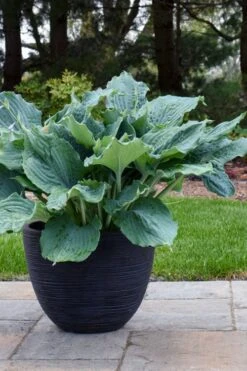 Diamond Lake Hosta Lily - 2 Gallon Pot -Outlet The Ever Garden Store hosta lily diamond lake 4 1