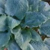 Diamond Lake Hosta Lily - 1 Gallon Pot