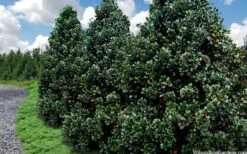 Liberty Holly - 3 Gallon Pot -Outlet The Ever Garden Store ilex conty liberty holly tree 106