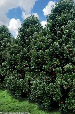 Liberty Holly - 3 Gallon Pot -Outlet The Ever Garden Store ilex conty liberty holly tree 107