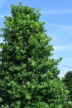 Nellie R. Stevens Holly - 6 Pack Of 1 Gallon Pots -Outlet The Ever Garden Store ilex nellie r stephens holly tree 1 1