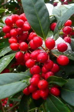 Nellie R. Stevens Holly - 1 Gallon Pot -Outlet The Ever Garden Store ilex nellie r stevens holly tree berries 11 2