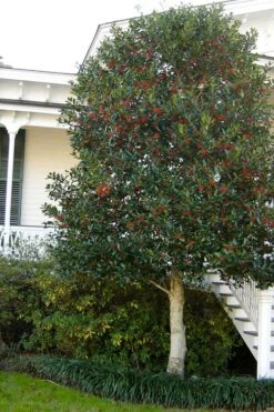 Nellie R. Stevens Holly - 7 Gallon Pot (5-6') -Outlet The Ever Garden Store ilex nellie r stevens holly tree berries tree 12