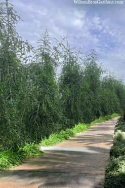 Weeping Yaupon Holly (Ilex Vomitoria 'Pendula') - 7 Gallon Pot (4-5') -Outlet The Ever Garden Store ilex vomitoria pendula weeping yaupon holly berries 3