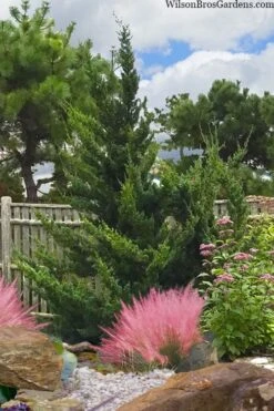 Hollywood Torulosa Juniper - 1 Gallon Pot -Outlet The Ever Garden Store juniperus chinensis torulosa hollywood 101 1