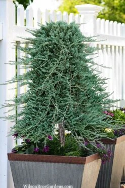 Blue Rug Juniper Tree Form Topiary - 3 Gallon Pot -Outlet The Ever Garden Store juniperus horizontalis wiltonii blue rug topiary tree form 2
