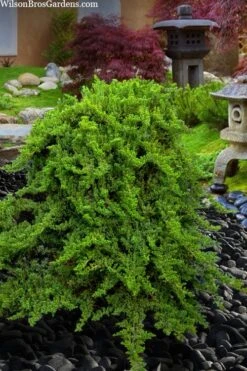 Staked Green Mound Japanese Garden Juniper - 1 Gallon Pot -Outlet The Ever Garden Store juniperus procumbens nana green mound japanese garden juniper staked topiary 5