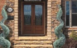 Moonglow Juniper Spiral Topiary - 5 Gallon Pot -Outlet The Ever Garden Store juniperus scopulorum moonglow juniper spiral topiary 6