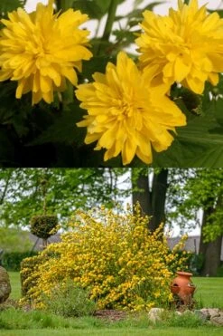 Japanese Marigold Bush (Kerria Japonica 'Pleniflora') - 5 Pack Of Quart Pots -Outlet The Ever Garden Store kerria japonica plenaflora japanese rose 2