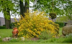 Japanese Marigold Bush (Kerria Japonica 'Pleniflora') - 5 Pack Of Quart Pots -Outlet The Ever Garden Store kerria japonica plenaflora japanese rose 3