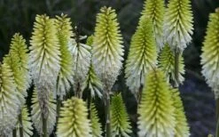 Lady Luck Kniphofia (Red Hot Poker) - 1 Gallon Pot 10 Lady Luck Kniphofia (Red Hot Poker) - 1 Gallon Pot -Outlet The Ever Garden Store kniphofia lady luck 800x500 1