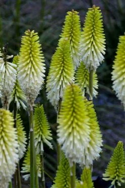 Lady Luck Kniphofia (Red Hot Poker) - 1 Gallon Pot 12 Lady Luck Kniphofia (Red Hot Poker) - 1 Gallon Pot -Outlet The Ever Garden Store kniphofia lady luck red hot poker 2