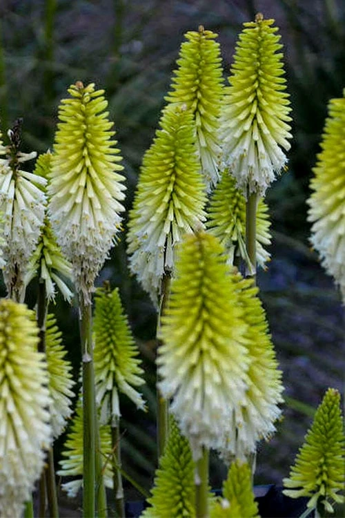 Lady Luck Kniphofia (Red Hot Poker) - 1 Gallon Pot 6 Lady Luck Kniphofia (Red Hot Poker) - 1 Gallon Pot - Image 6