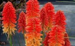 Poco Sunset Red Hot Poker (Kniphofia) - 1 Gallon Pot -Outlet The Ever Garden Store kniphofia poco sunset red hot poker 5