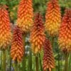Alcazar Red Hot Poker (Kniphofia) - 1 Gallon Pot