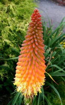 Alcazar Red Hot Poker (Kniphofia) - 1 Gallon Pot -Outlet The Ever Garden Store knophofia alcazar red hot poker 3