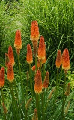 Alcazar Red Hot Poker (Kniphofia) - 1 Gallon Pot -Outlet The Ever Garden Store knophofia alcazar red hot poker 5
