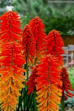 Poco Sunset Red Hot Poker (Kniphofia) - 1 Gallon Pot -Outlet The Ever Garden Store knophofia poco sunset red hot poker 1