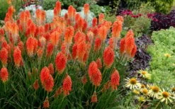 Poco Sunset Red Hot Poker (Kniphofia) - 1 Gallon Pot -Outlet The Ever Garden Store knophofia poco sunset red hot poker 2
