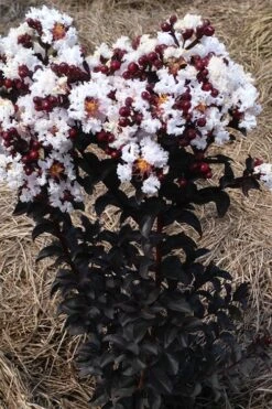 Ebony Glow Crape Myrtle - 3 Gallon Pot -Outlet The Ever Garden Store lagerstroemia ebony glow crape myrtle 2