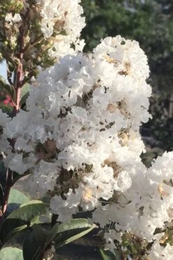 Enduring Summer 'White' Crape Myrtle - 3 Gallon Pot -Outlet The Ever Garden Store lagerstroemia enduring summer white dwarf crape20myrtle 1