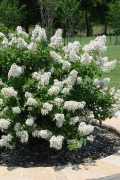 Enduring Summer 'White' Crape Myrtle - 3 Gallon Pot -Outlet The Ever Garden Store lagerstroemia enduring summer white dwarf crape20myrtle 4