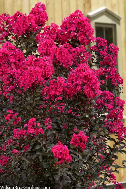 Black Diamond 'Mystic Magenta' Crape Myrtle - 3 Gallon Pot 5 Black Diamond 'Mystic Magenta' Crape Myrtle - 3 Gallon Pot - Image 5