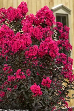 Black Diamond 'Mystic Magenta' Crape Myrtle - 2 Gallon Pot -Outlet The Ever Garden Store lagerstroemia indica black diamond mystic magenta crape myrtle 1