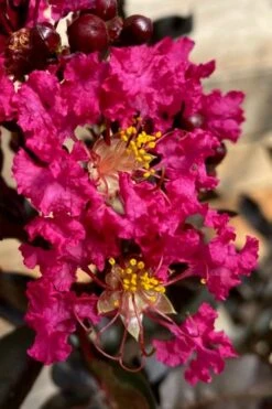 Black Diamond 'Mystic Magenta' Crape Myrtle - 7 Gallon Pot 8 Black Diamond 'Mystic Magenta' Crape Myrtle - 7 Gallon Pot -Outlet The Ever Garden Store lagerstroemia indica black diamond mystic magenta crape myrtle 3 1