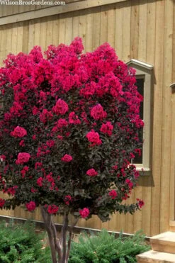 Black Diamond 'Mystic Magenta' Crape Myrtle - 7 Gallon Pot