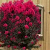 Black Diamond 'Mystic Magenta' Crape Myrtle - 2 Gallon Pot
