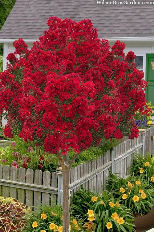 Miss Frances Red Crape Myrtle (Single Trunk Topiary Tree) - 7 Gallon Pot (5-6') 1 Miss Frances Red Crape Myrtle (Single Trunk Topiary Tree) - 7 Gallon Pot (5-6')